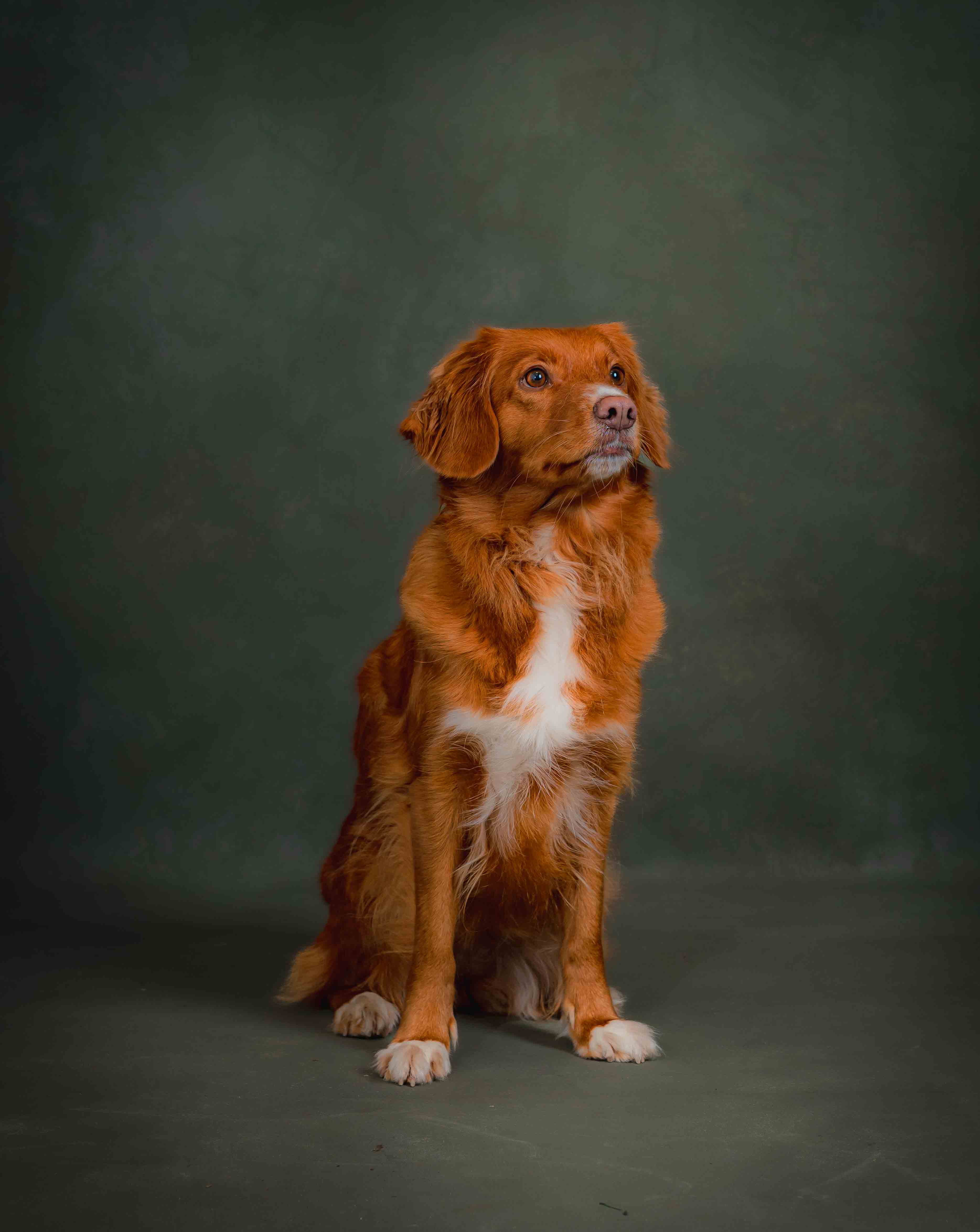 Hundporträtt fotograferat på Eventladan i Romelanda